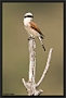 Grauwe Klauwier, Red-backed Shrike, Lanius collurio Location: Lafionas, Greece (Lesbos) grauwe klauwier MG 9091 kopie